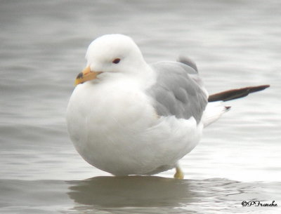 Goland  bec cercl - Ring-billed Gull