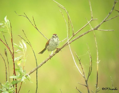 Bruant des marais / Swamp Sparrow