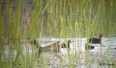 Gallinule Poule-d'eau / Common Moorhen