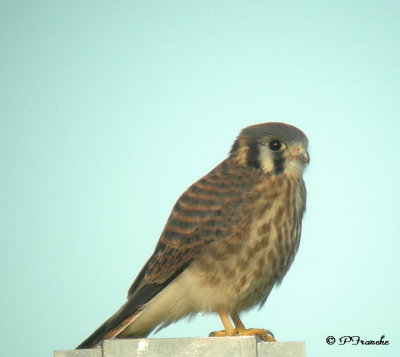Crécerelle d'Amérique / American Kestrel