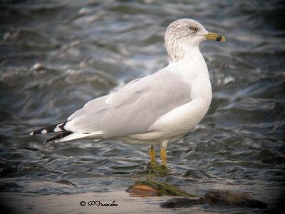 Goéland à bec cerclé / Ring-billed Gull