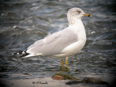 Goland  bec cercl / Ring-billed Gull