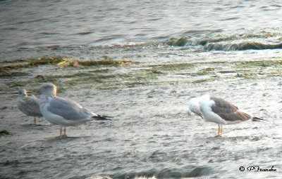 Goland brun / Lesser Black-Backed Gull