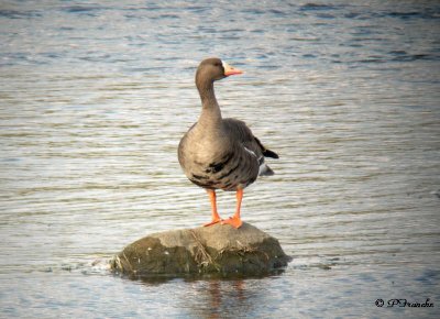 Oie rieuse / Greater white-fronted Goose