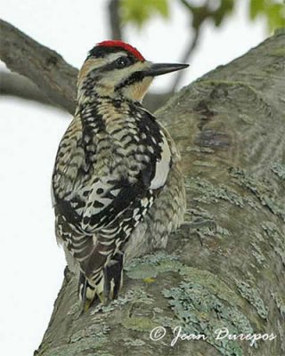 Sapsucker, Yellow-bellied