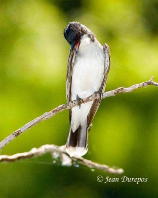  Eastern Kingbird