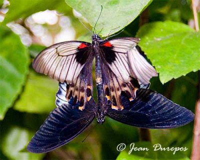 Butterfly liason