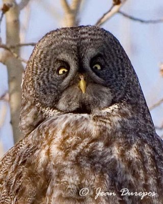 Great Gray Owl