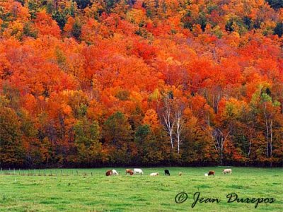 A farmer's delight