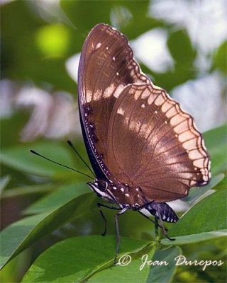 Unidentified Butterfly
