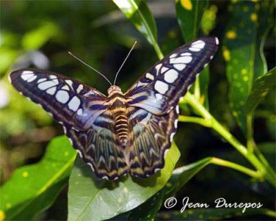 Blue Clipper