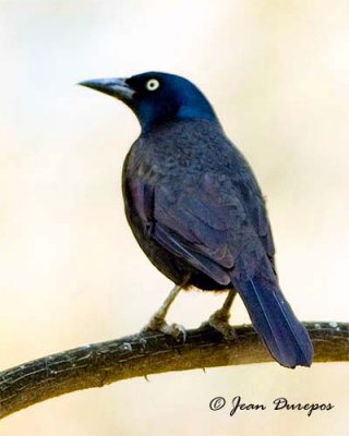 Common Grackle