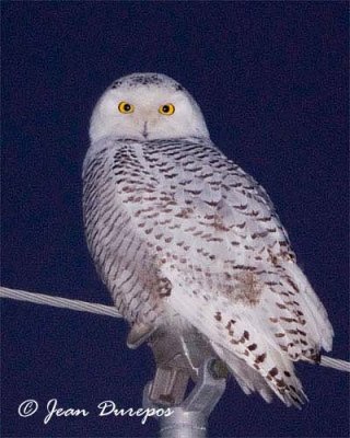Snowy Owl just arrived for the winter months