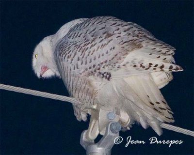 Snowy Owl preparing to regurgitate a pellet