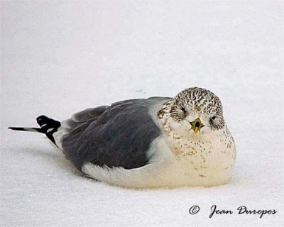 Gull crouched during a severe winter storm