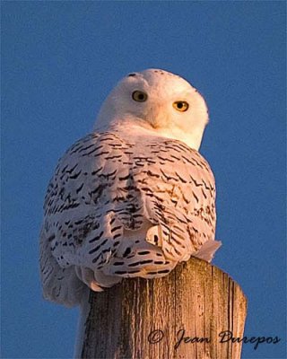 Snowy Owl relaxing and enjoying the golden hour