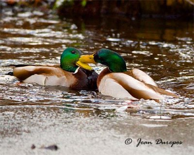 Mallards duelling for male supremacy