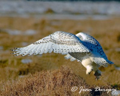 Snowy Owl take off
