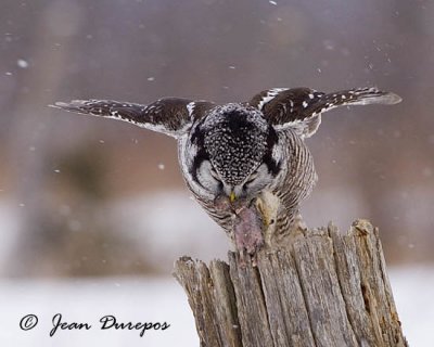 Northern Hawk Owl