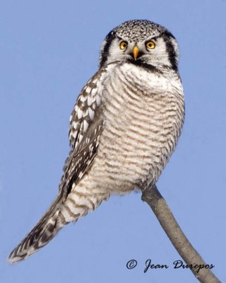 Northern Hawk Owl