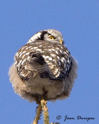 Northern Hawk Owl