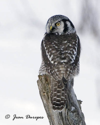 Northern Hawk Owl