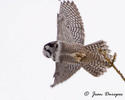 Northern Hawk Owl leaving perch