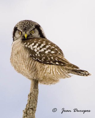 Northern Hawk Owl