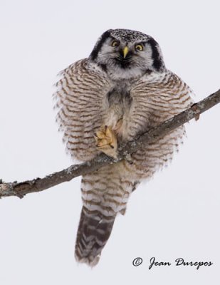 Northern Hawk Owl