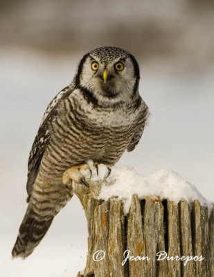 Northern Hawk Owl