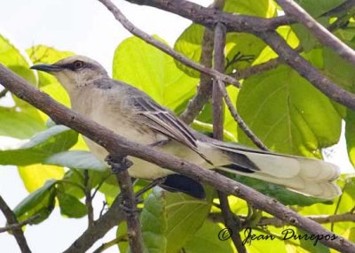  Tropical Mockingbird