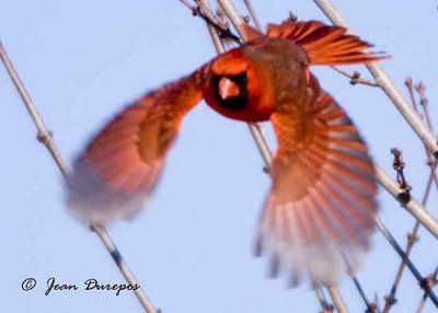 Northern Cardinal