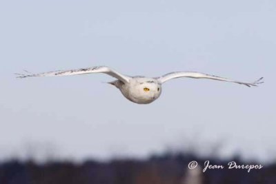 Snowy Owl going cross country..