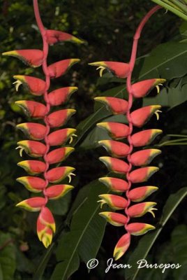 Heliconia flowers