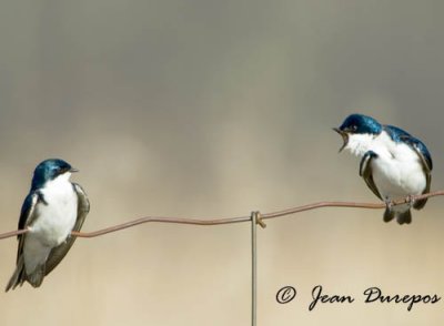 Tree Swallows - Mates