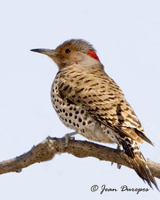 Northern Flicker, Yellow-shafted