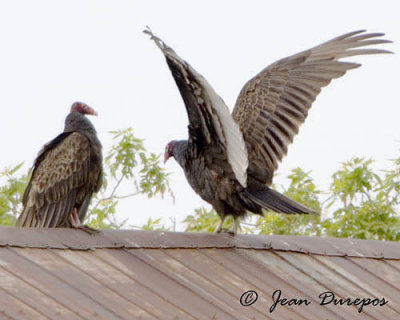 Turkey Vultures