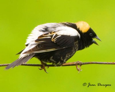 Bobolink