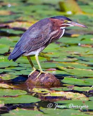 Green Heron