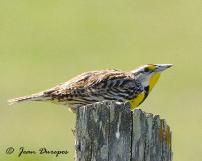 Eastern Meadowlark