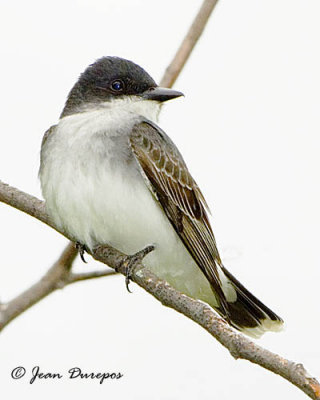 Eastern Kingbird