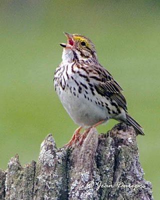  Savannah sparrow