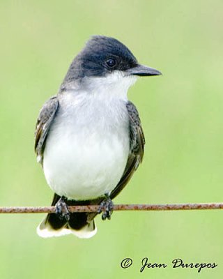 Eastern Kingbird