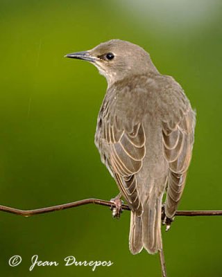 European Starling (juvenile)