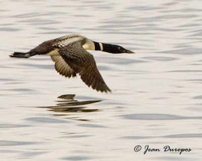 Common Loon