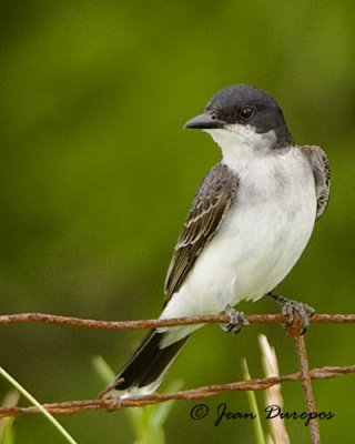 Eastern Kingbird