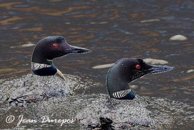 Common Loons...