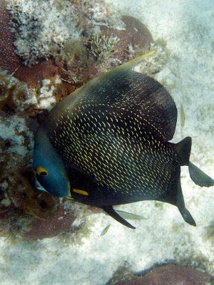 French Angelfish
