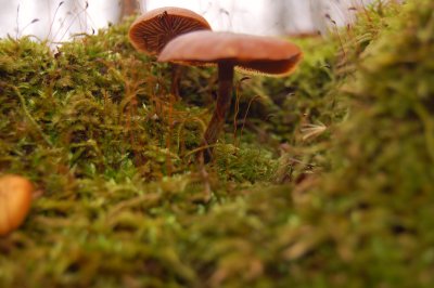 DSC_0082.JPG