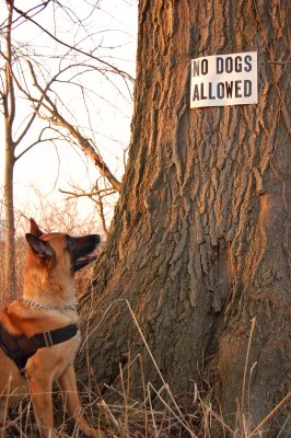 K-9 Discrimination